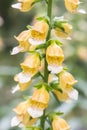 Grecian foxglove Digitalis laevigata, with yellow-brown colours